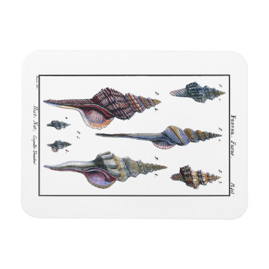 Farbenfrohe Seven Seashells Magnet (Horizontal)