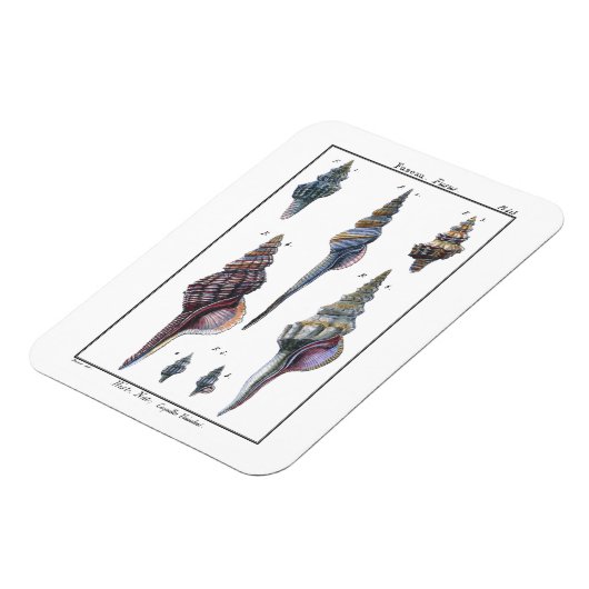 Farbenfrohe Seven Seashells Magnet (Linke Seite)