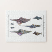 Farbenfrohe Seven Seashells Puzzle (Horizontal)