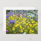 Farbenfrohe Sommer-Wildblumen Postkarte (Vorne/Hinten)