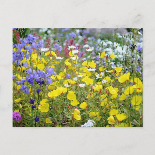 Farbenfrohe Sommer-Wildblumen Postkarte (Vorderseite)
