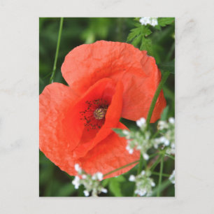 Farbenfrohe Sommerfeld-Mohnblume in grüner Vegeta Postkarte