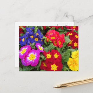 Farbenfrohe Springtime Floral Medley von Primulas Postkarte