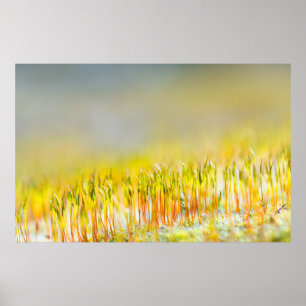 Farbenfrohe Sprossen Poster