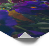 Farbenfrohe Stiefmütterchen im Garten Poster (Ecke)