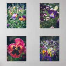 Farbenfrohe Stiefmütterchen im Sommergarten