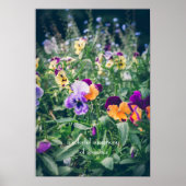 Farbenfrohe Stiefmütterchen im Sommergarten Poster (Vorne)