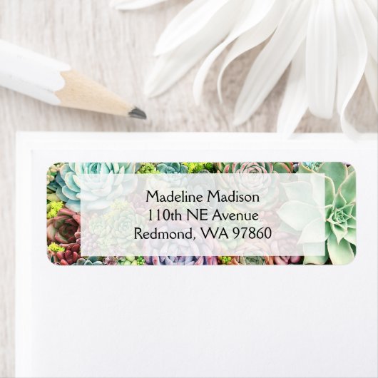 Farbenfrohe Sukkularität (Insitu)