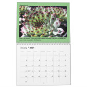 Farbenfrohe Sukkulatur mit Pflegetipps Kalender (Jan 2027)