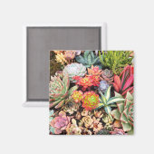 Farbenfrohe, süße Mischung Magnet (Vorderseite/Rückseite)