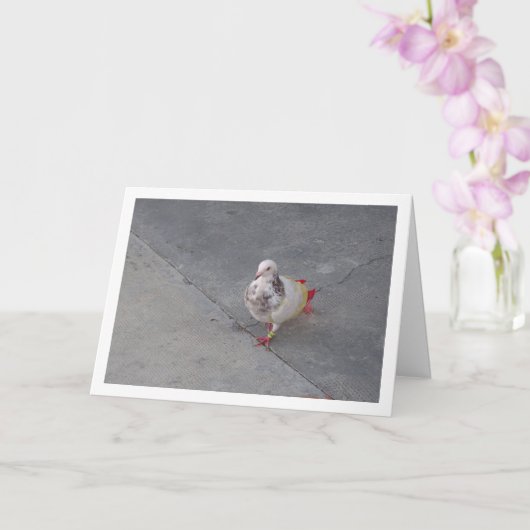 Farbenfrohe Taube im Kloster San Miguel Karte (Orchidee)