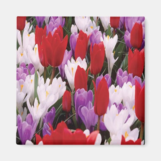 Farbenfrohe Tulip Blume Magnet (Vorne)