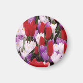 Farbenfrohe Tulip Blume Magnet (Vorne)