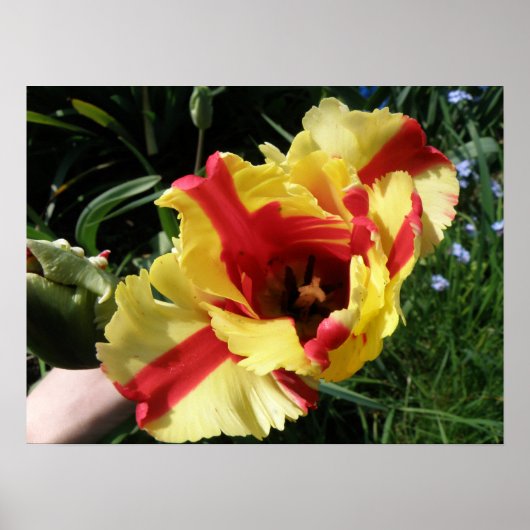 Farbenfrohe Tulip Macro Print Poster (Vorne)