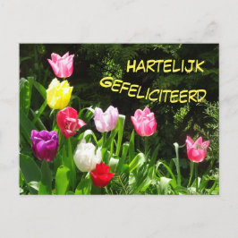 Farbenfrohe Tulips Happy Birthday Postcard Postkarte