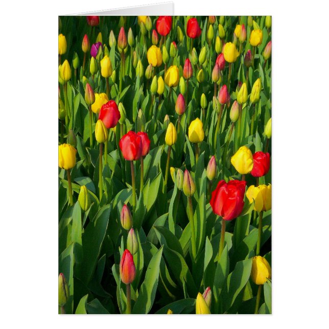 Farbenfrohe Tulips II - Vertikal (Vorne)