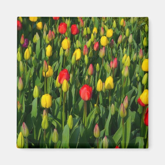 Farbenfrohe Tulissen Magnet (Vorne)