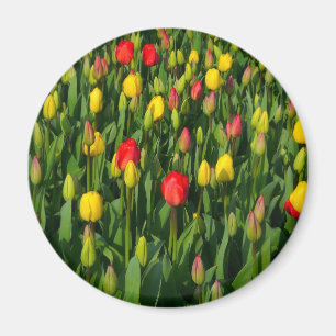 Farbenfrohe Tulissen Magnet