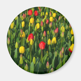Farbenfrohe Tulissen Magnet