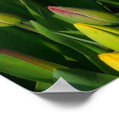 Farbenfrohe Tulissen Poster (Ecke)