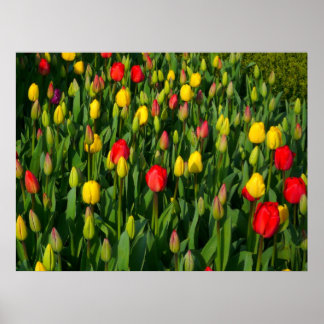 Farbenfrohe Tulissen Poster