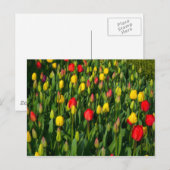 Farbenfrohe Tulissen Postkarte (Vorne/Hinten)