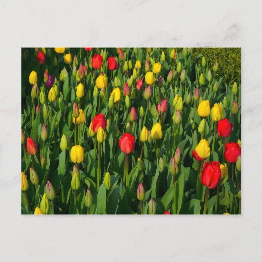 Farbenfrohe Tulissen Postkarte (Vorderseite)