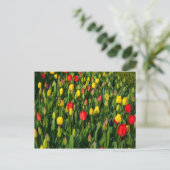 Farbenfrohe Tulissen Postkarte (Stehend Vorderseite)