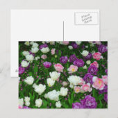 Farbenfrohe Tulissen Postkarte (Vorne/Hinten)