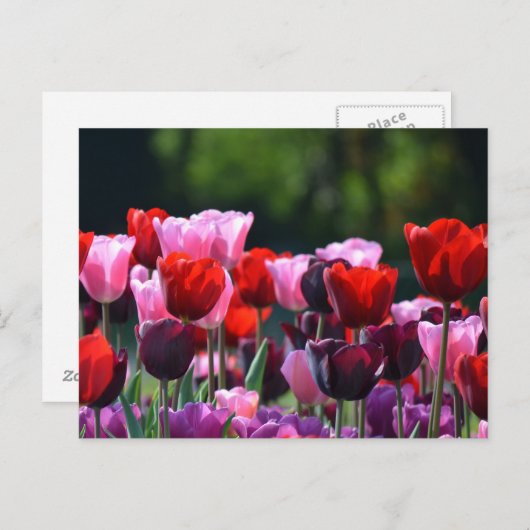 Farbenfrohe Tulissen Postkarte (Vorne/Hinten)