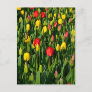 Farbenfrohe Tulissen Postkarte