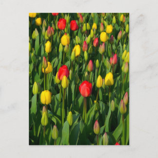 Farbenfrohe Tulissen Postkarte