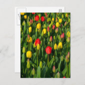Farbenfrohe Tulissen Postkarte (Vorne/Hinten)