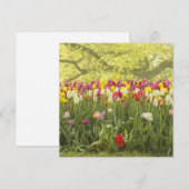 Farbenfrohe Tulpen im Park (Vorne/Hinten)