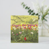 Farbenfrohe Tulpen im Park (Stehend Vorderseite)