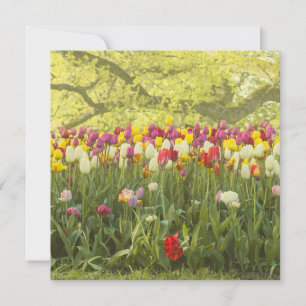 Farbenfrohe Tulpen im Park