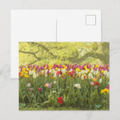 Farbenfrohe Tulpen im Park 2 Postkarte (Vorne/Hinten)