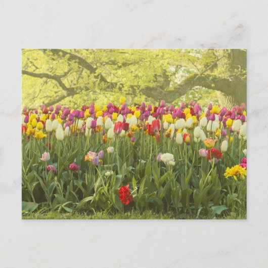 Farbenfrohe Tulpen im Park 2 Postkarte (Vorderseite)