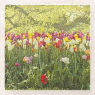 Farbenfrohe Tulpen im Park Glasuntersetzer