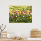 Farbenfrohe Tulpen im Park Poster (Küche)