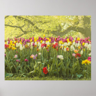 Farbenfrohe Tulpen im Park Poster