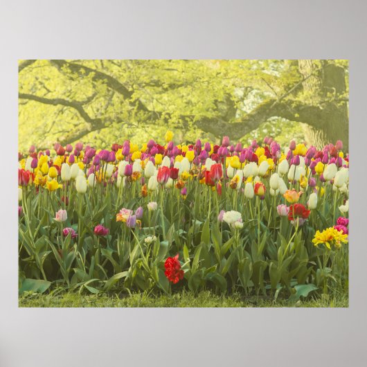 Farbenfrohe Tulpen im Park Poster (Vorne)