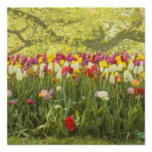Farbenfrohe Tulpen im Park Poster