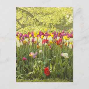 Farbenfrohe Tulpen im Park Postkarte