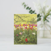 Farbenfrohe Tulpen im Park Postkarte (Stehend Vorderseite)