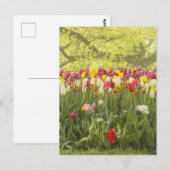Farbenfrohe Tulpen im Park Postkarte (Vorne/Hinten)