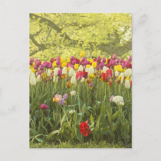 Farbenfrohe Tulpen im Park Postkarte (Vorderseite)