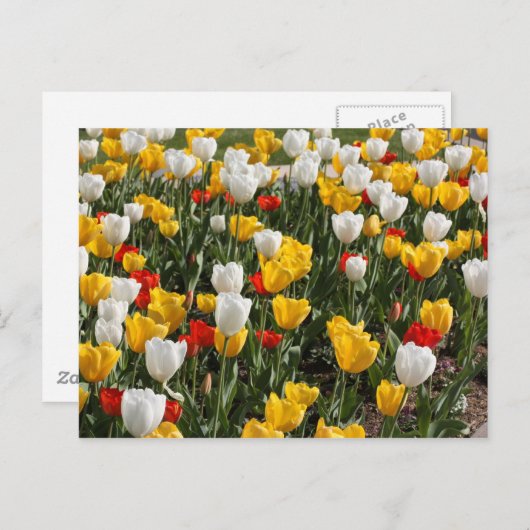 Farbenfrohe Tulpen, rot und gelb Postkarte (Vorne/Hinten)