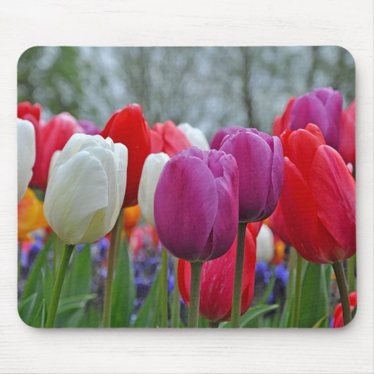 Farbenfrohe Tulpen Schönheit Mousepad (Vorne)