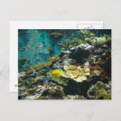 Farbenfrohe Unterwasserwelt/Korallenriff Meeresleb Postkarte (Vorne/Hinten)
